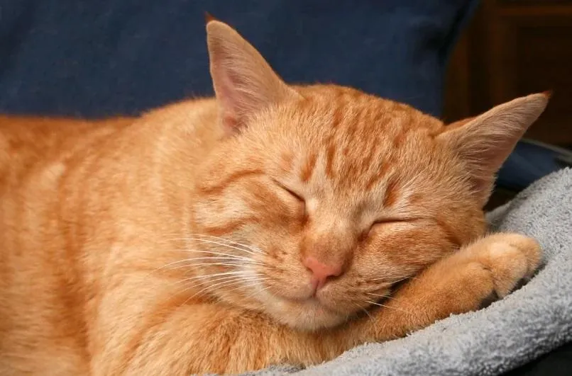 Gatos com problemas gastrointestinais crônicos podem se beneficiar de dieta específica, mostra estudo